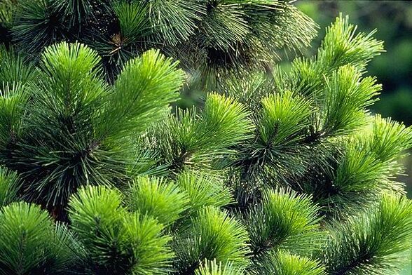 nõelad prostatiidi raviks